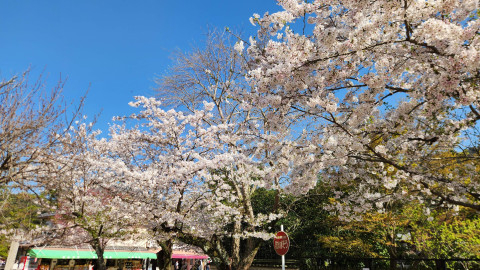 麻倉 さとみの投稿画像3